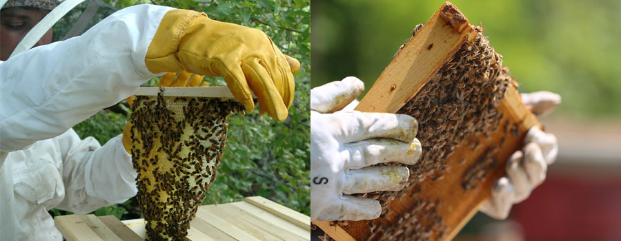 Sting Proof  Beekeeping Gloves