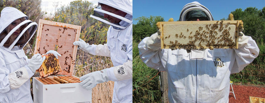 keeping your own bees and harvesting your honey for yourself
