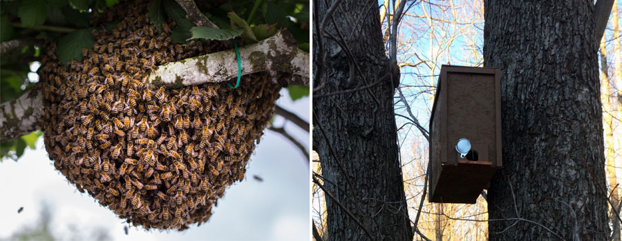 To catch bees, you need a trap and bait