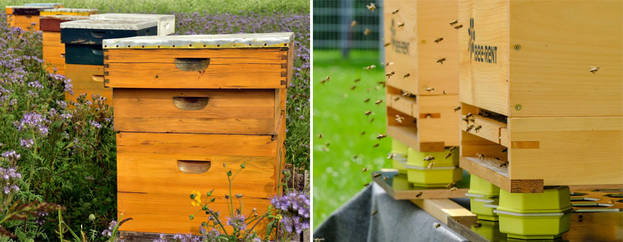 real hives in nature