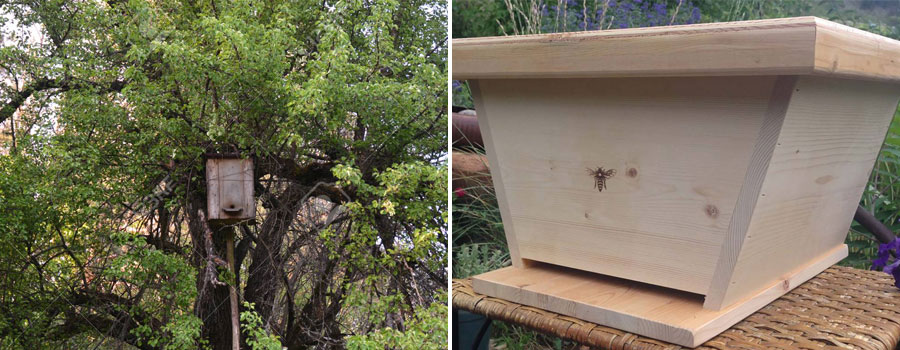 swarm traps and baits for bees 