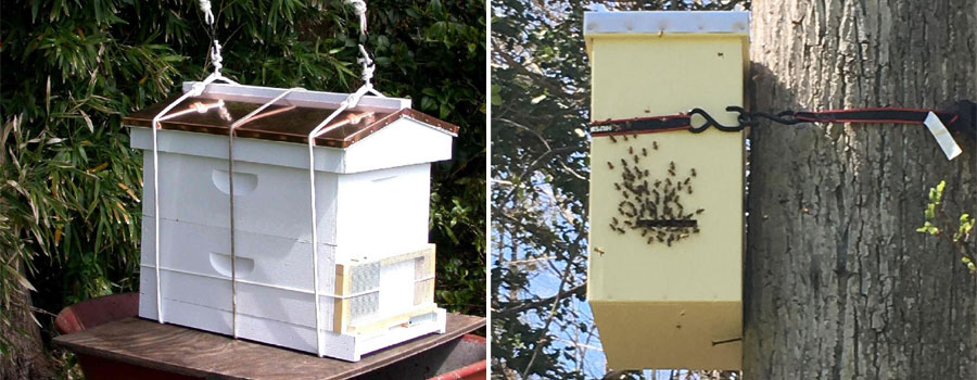 Swarm Trap Beekeeper Tool