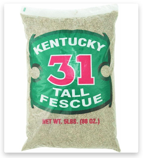 Barenbrug Kentucky 31 Tall Fescue Grass Seed