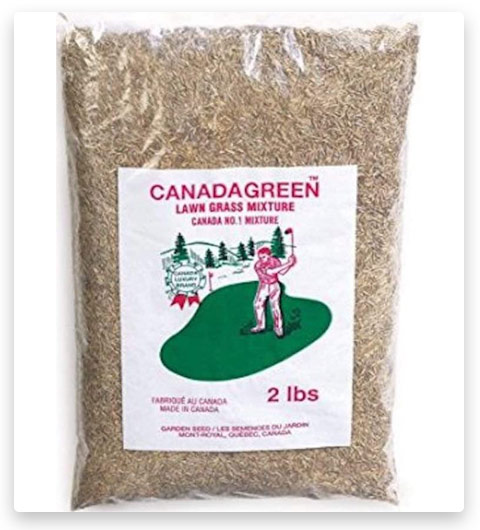SCG Canada Green Grass Lawn Seed