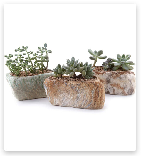 T4U Ceramic Succulent Pot Planter