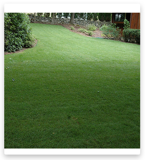 Outsidepride SPF-30 Heat & Drought Tolerant Grass Seed
