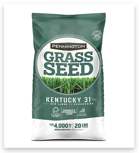 Pennington Kentucky 31 Tall Fescue Grass Seed