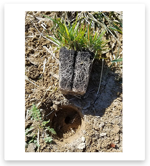 Zoysia Plugs Drought Tolerant Grass Plugs