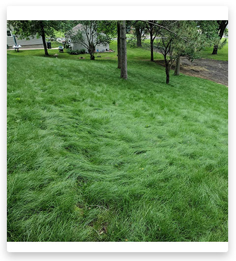 Outsidepride Fescue Lawn Grass Seed