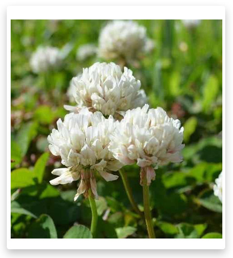 SeedRanch White Dutch Clover Seed