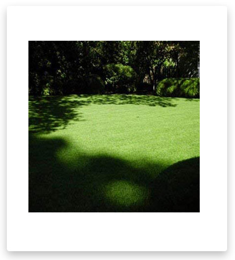 Outsidepride POA Supina & Rough  Shade Grass Seed Blend