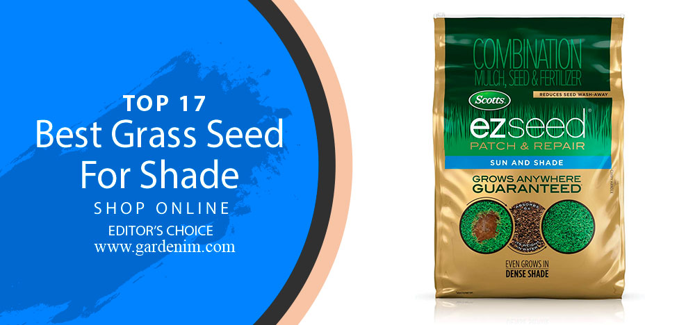 Best Grass Seed For Shade